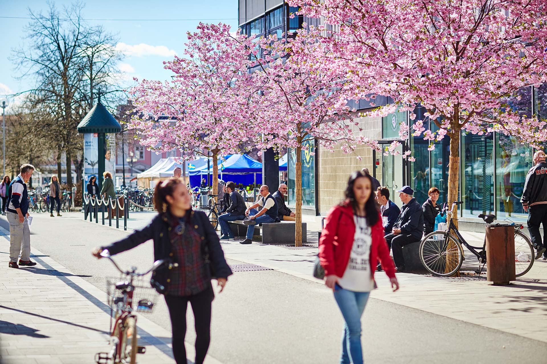 Körsbärsträden i full blom i Västerås City. Två kvinnor går tillsammans i förgrunden. Fotograf: Pia Nordlander