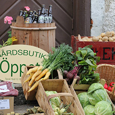 Olika grönsaker i grönsakslådor hos Stora Ekeby. Foto: Pressbild