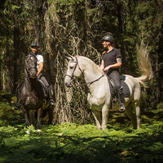 Två hästar i en solig skogsdunge på Bångbo gård i Västerås. Foto: Pressbild