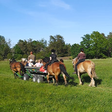 Häst och vagntur med Grönsaksbonden. Foto: Pressbild