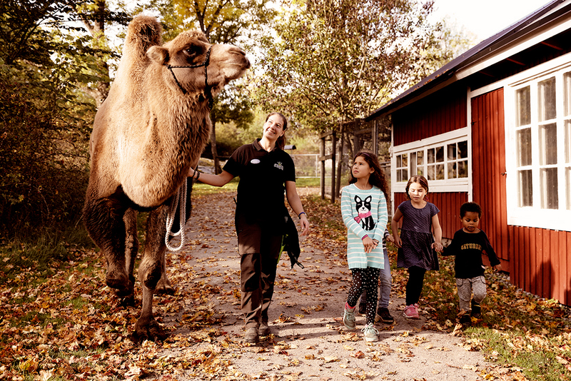 Djurskötare på pormenad med en kamel och några barn på Kungsbyn. Foto: Pressbild.