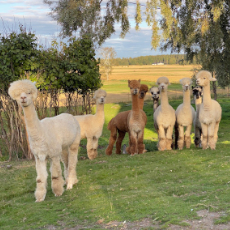 Vita och bruna alpackor som står i en klunga. Foto: Pressbild